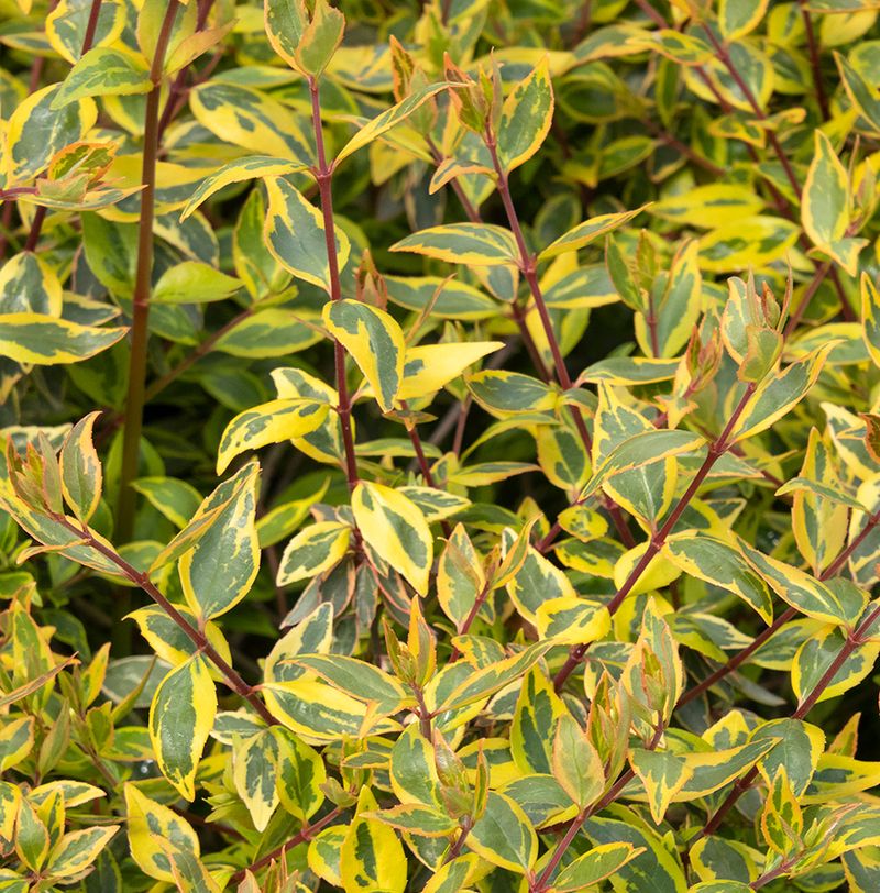 Abelia Sunshine Daydream