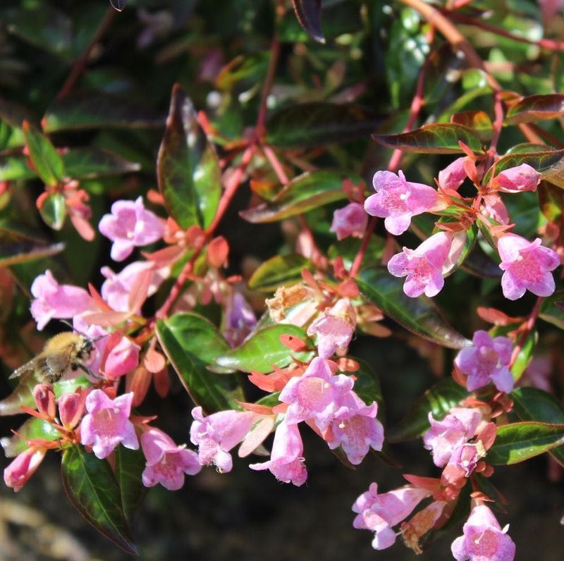 Abelia Pinky Bells