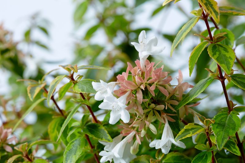 Abelia Grandiflora