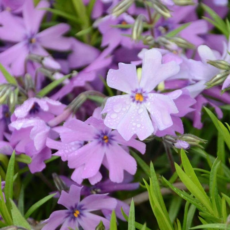 Abelia Moss Phlox