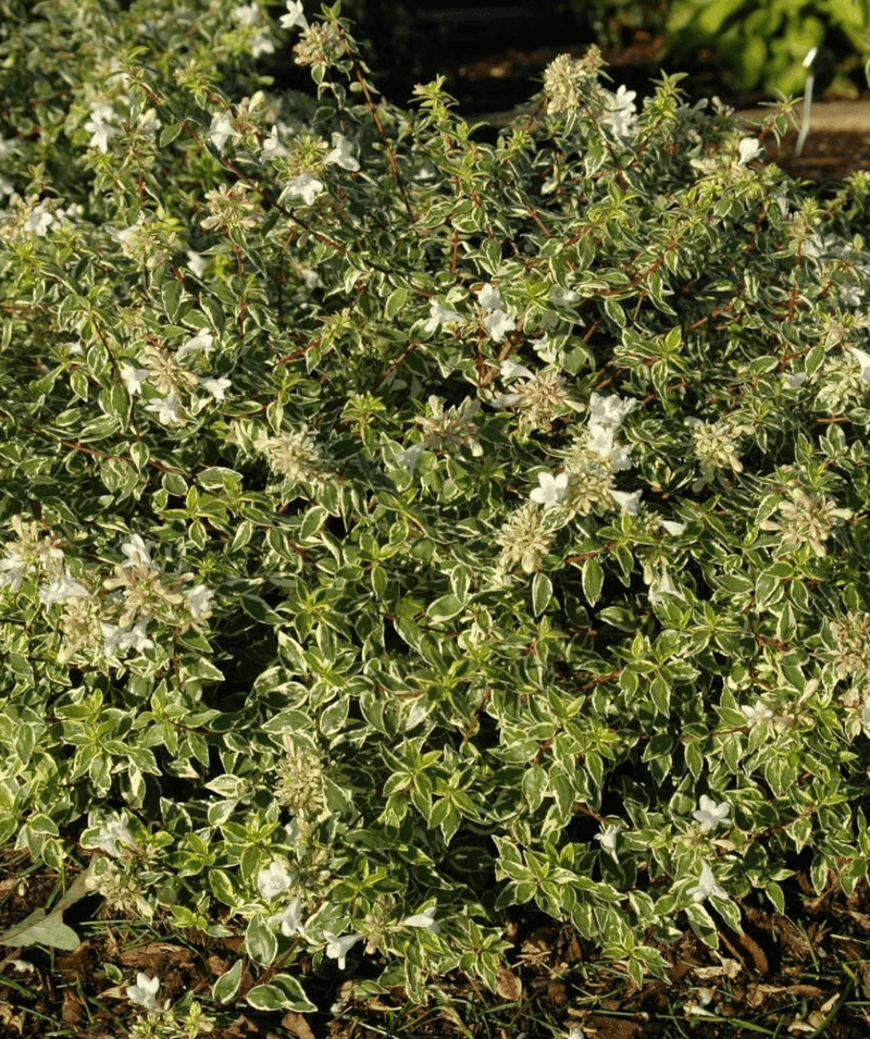 Abelia Radiance