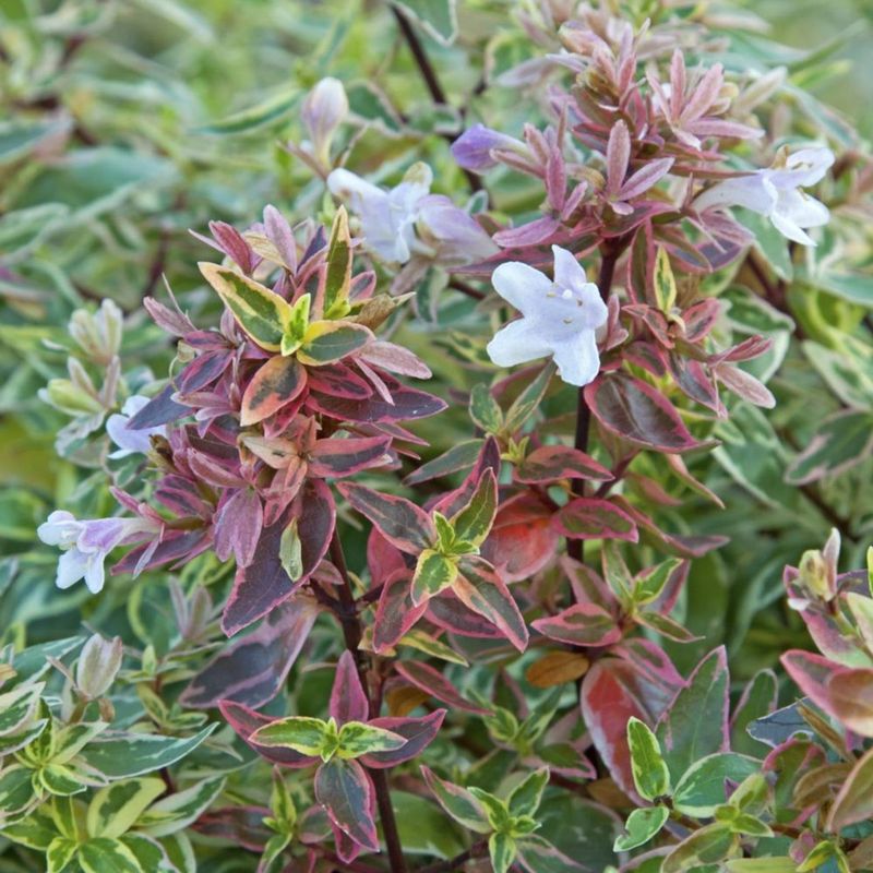 Abelia Sparkling Silver