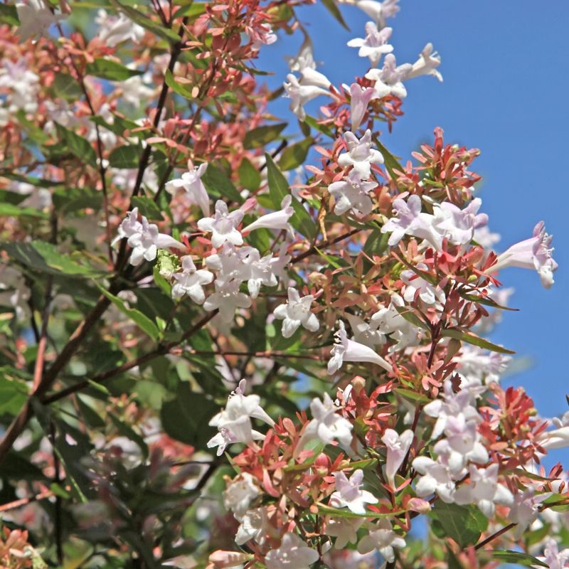 Abelia Chinensis