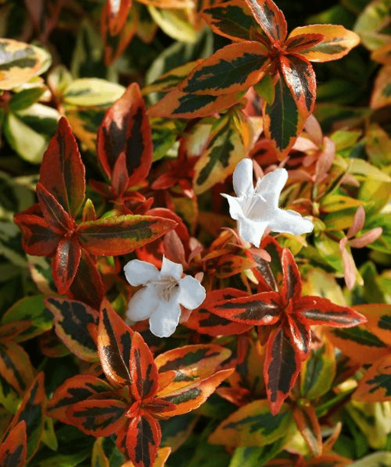 Abelia Plum Surprise
