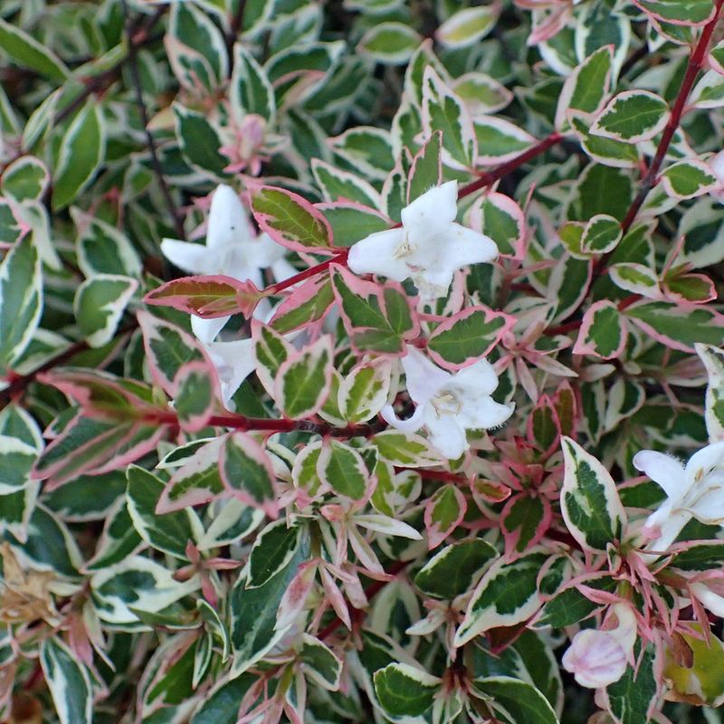 Abelia Confetti