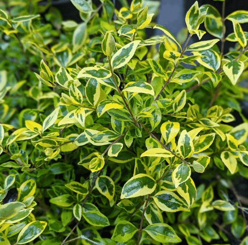 Abelia Twists of Lime