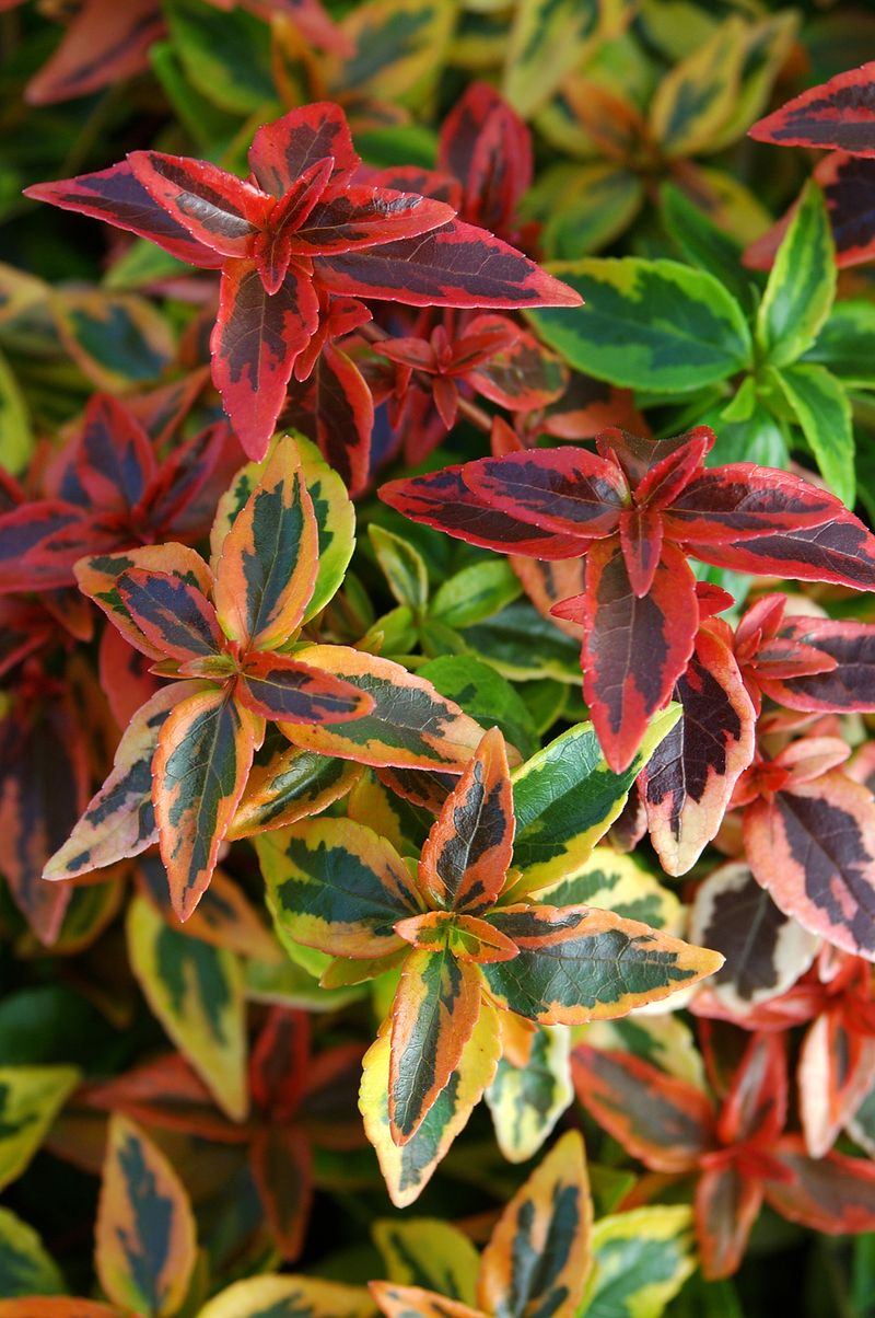 Abelia Kaleidoscope