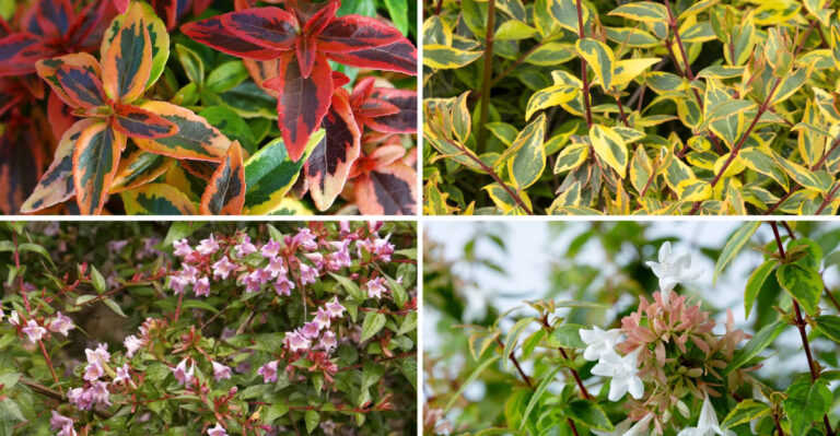 Abelia: The One Shrub You Should Be Planting More Of in 2025
