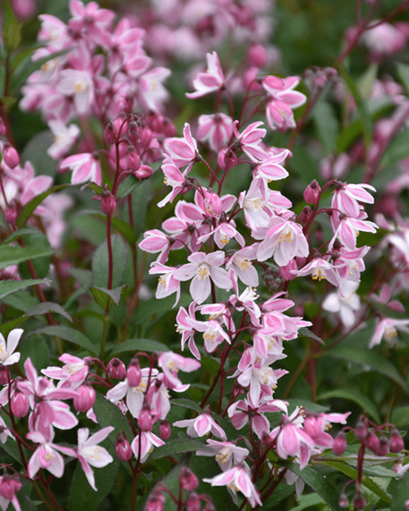 Deutzia 'Yuki Cherry Blossom'