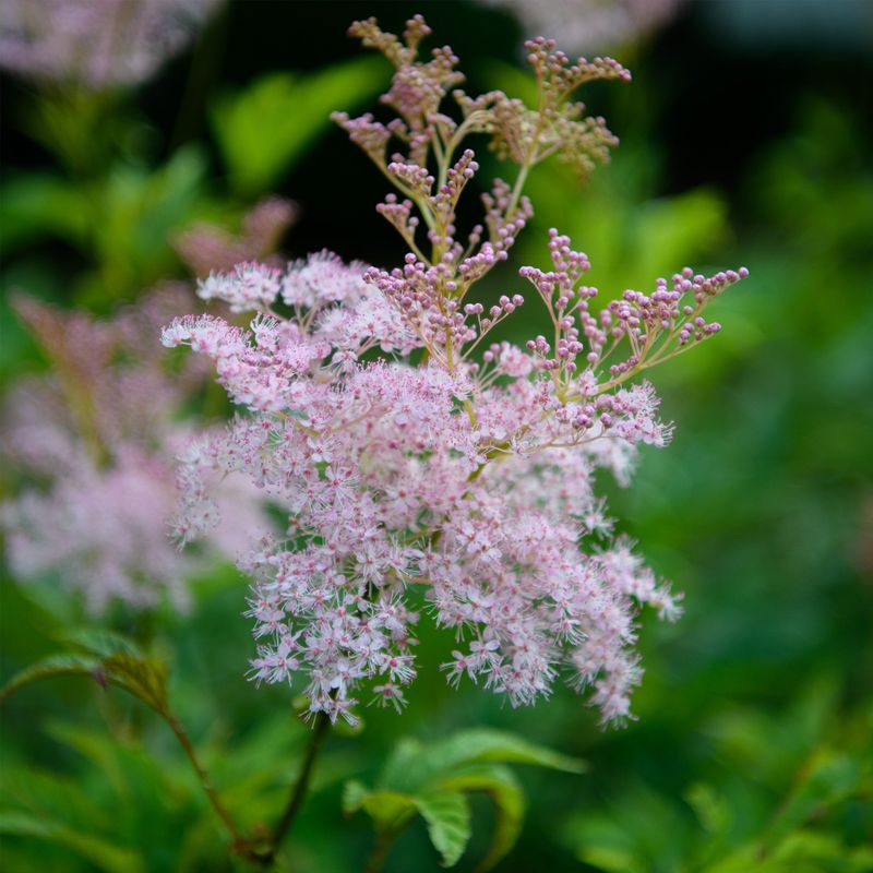 Filipendula