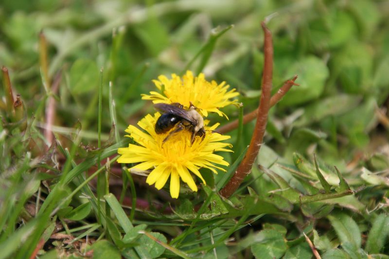 Maintain a Chemical-Free Lawn