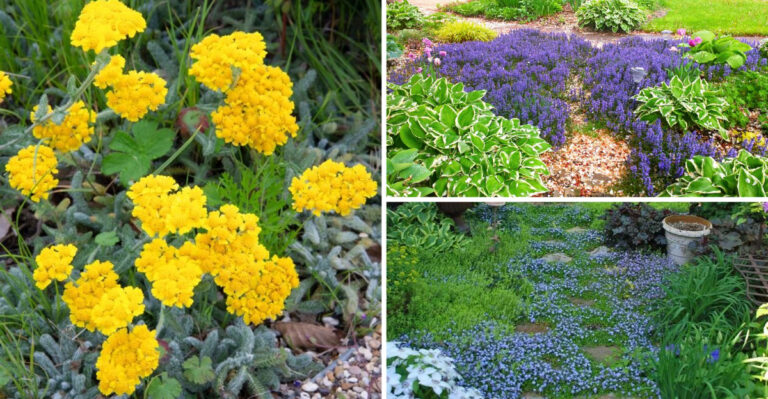 Add a Touch of Classic Charm with This Cottage-Favorite Ground Cover