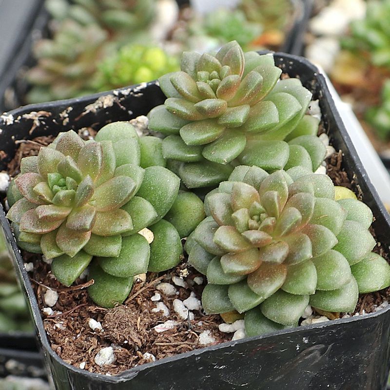 Sedum ‘Little Gem’