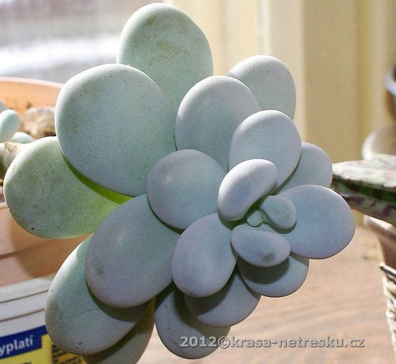 Pachyphytum oviferum (Moonstones)