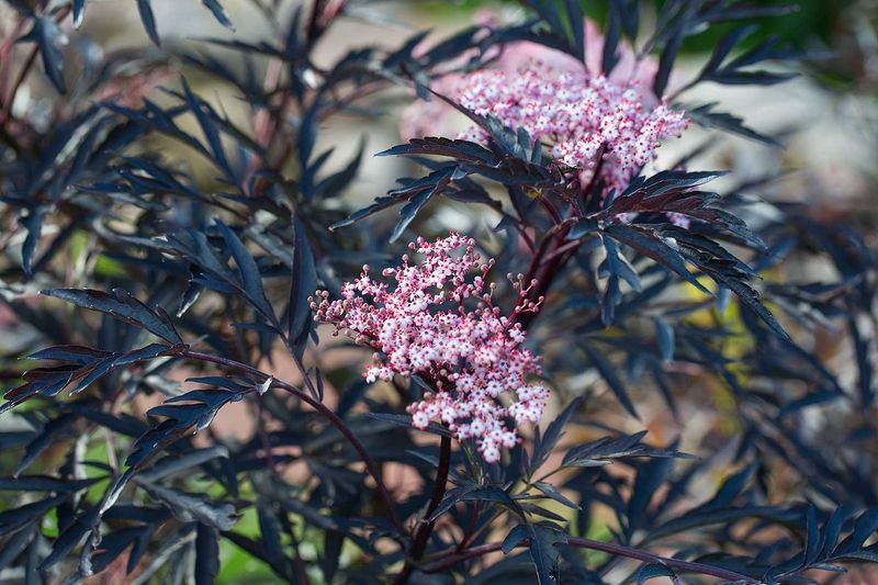 Elderberry ‘Black Lace’ (Sambucus nigra)
