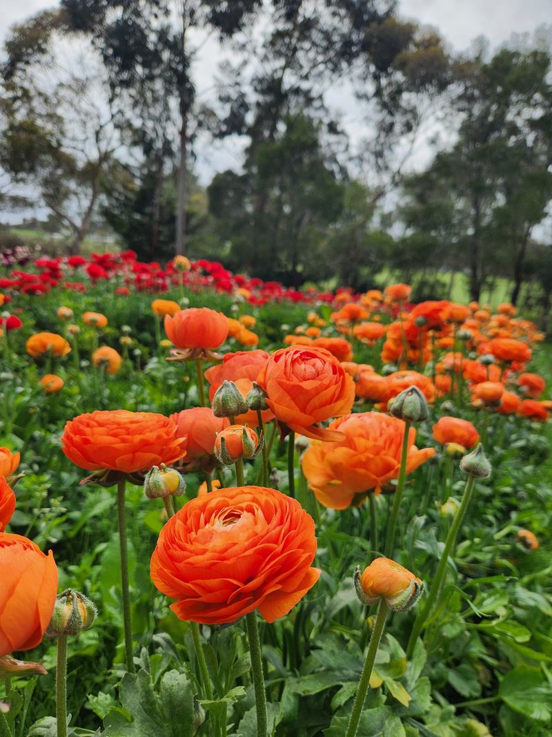 Orange Ranunculus