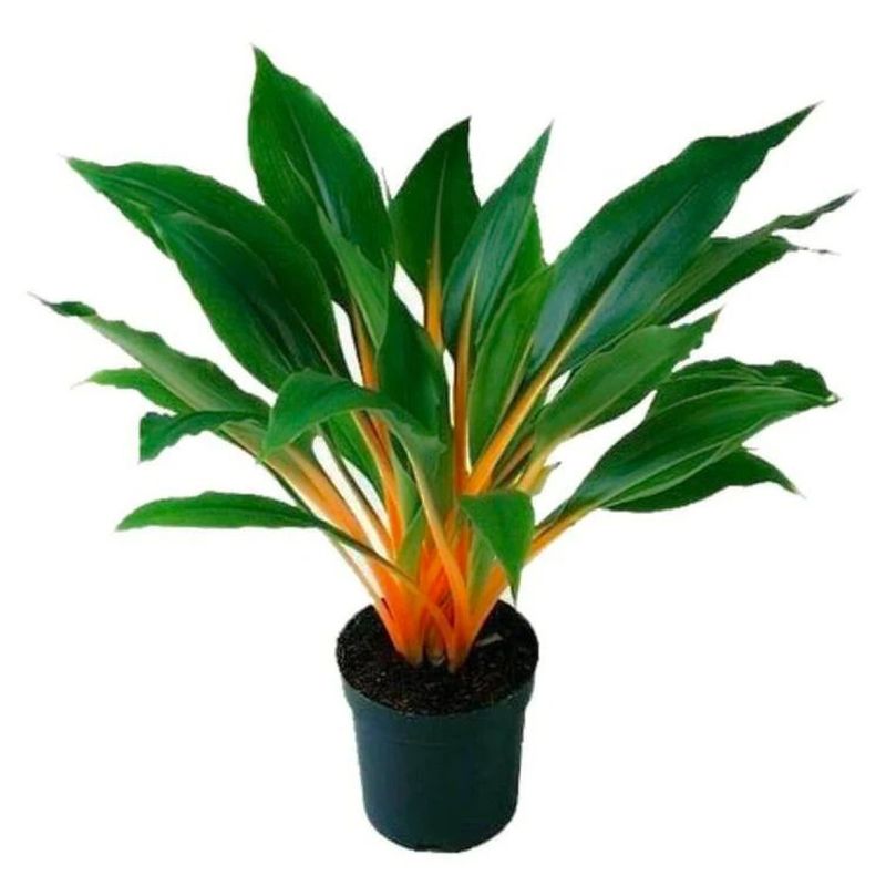 Fire Flash Spider Plant (Chlorophytum orchidastrum ‘Fire Flash’)