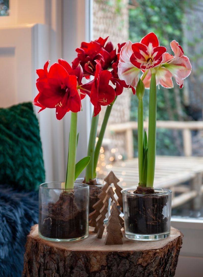 Amaryllis