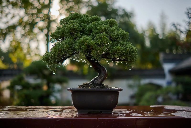 Bonsai