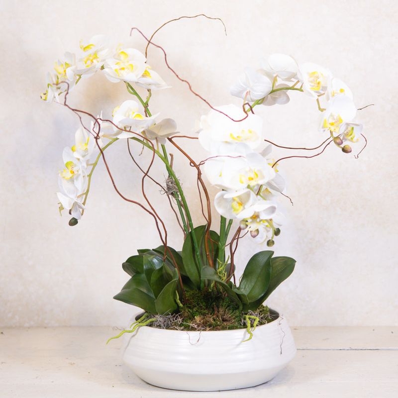 Orchid (Phalaenopsis)