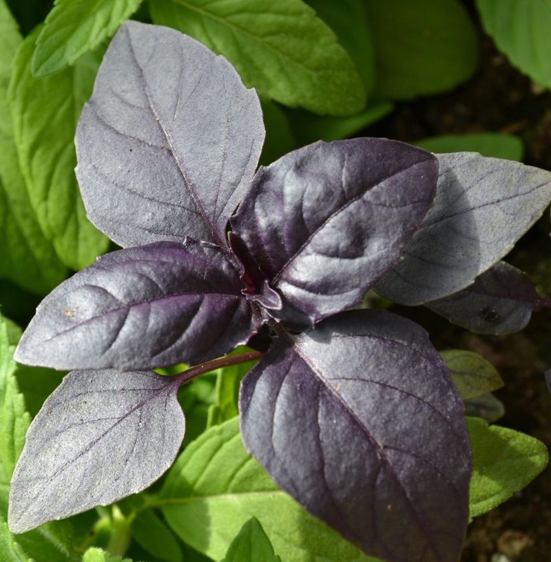 Purple Basil (Ocimum basilicum ‘Purpurascens’)