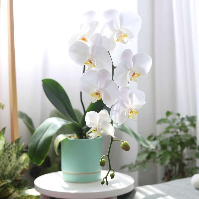 Orchid (Phalaenopsis spp.)