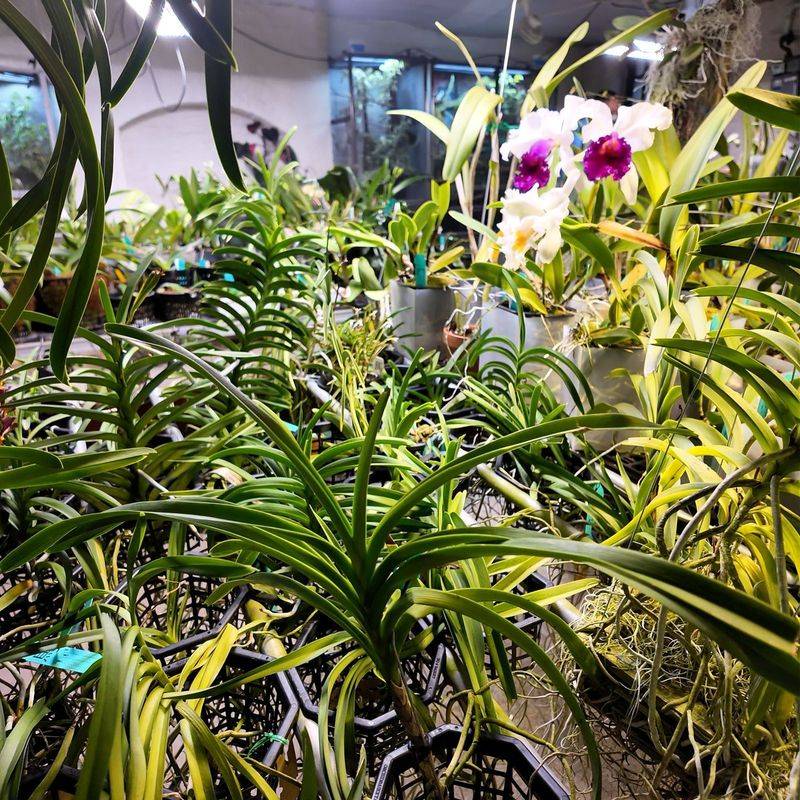 Orchids (Phalaenopsis)