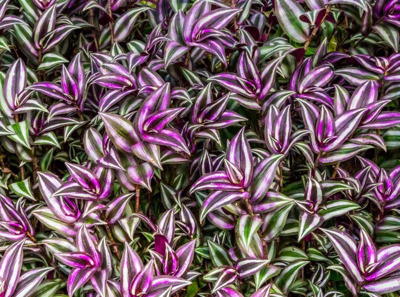 Tradescantia (Wandering Jew)