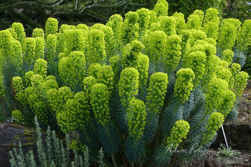 Euphorbia