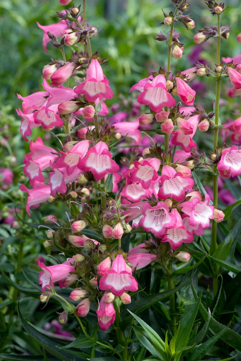 Penstemon (Penstemon spp.)