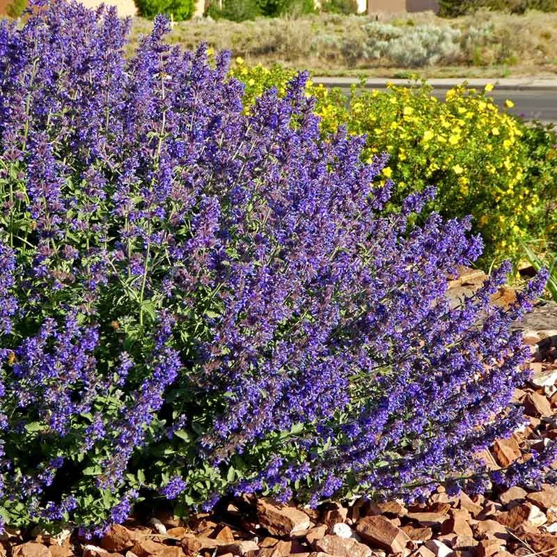 Nepeta (Catmint)