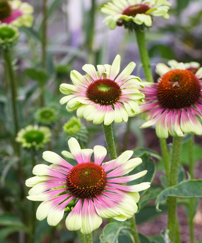 Coneflowers (Echinacea)