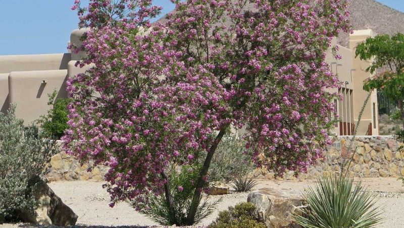 Desert Willow (Chilopsis linearis)