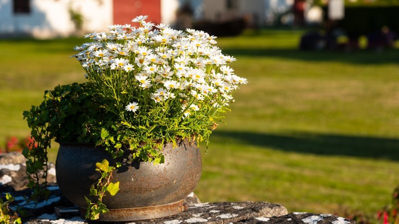 Daisy (Bellis perennis)