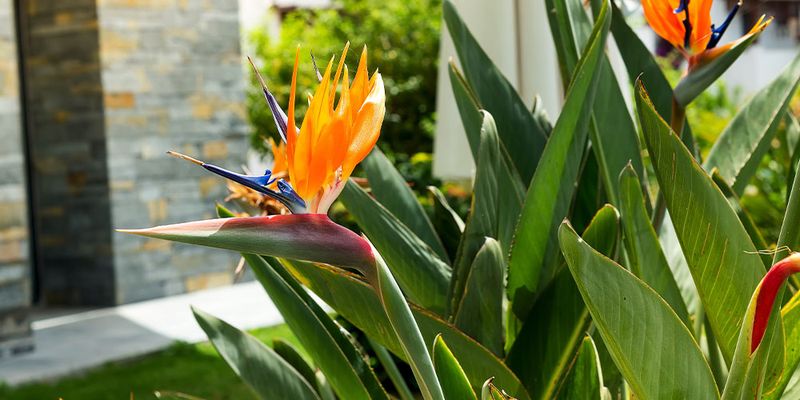 Bird of Paradise (Strelitzia)