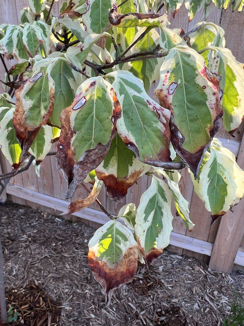 Chemical Spray Damage