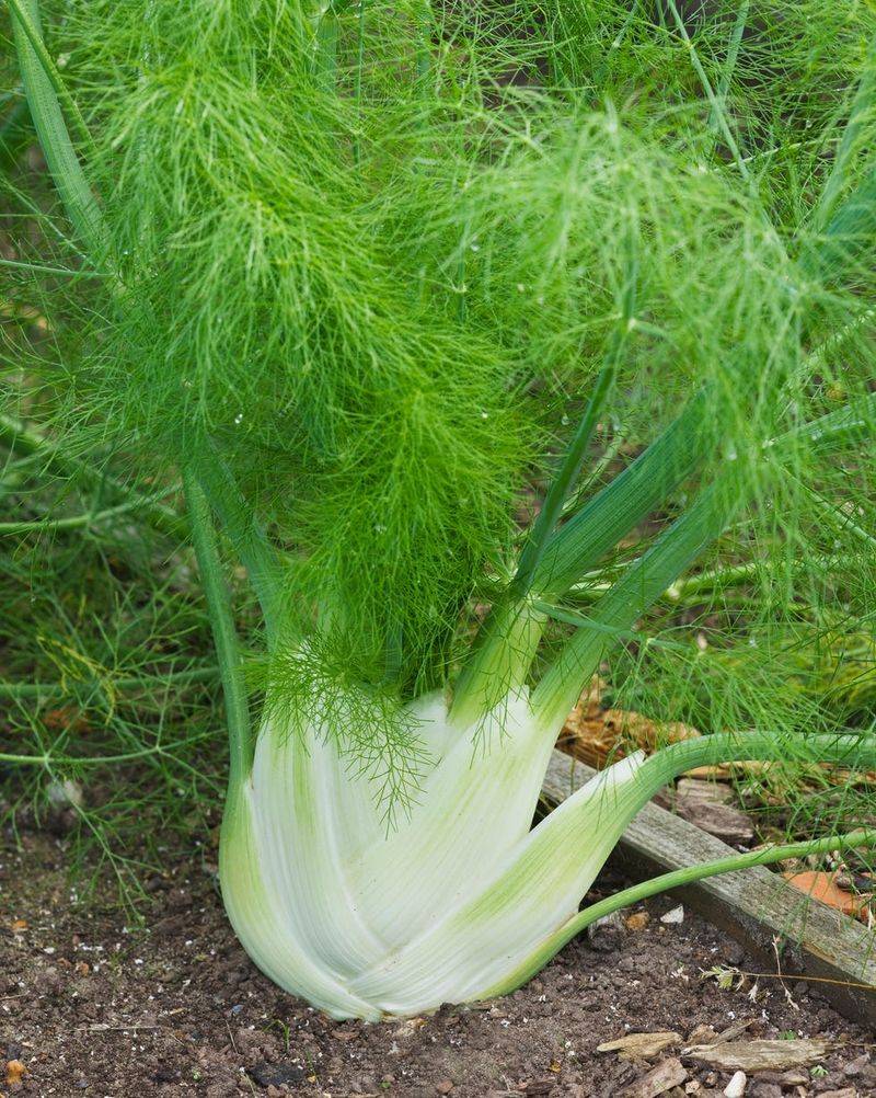 Fennel