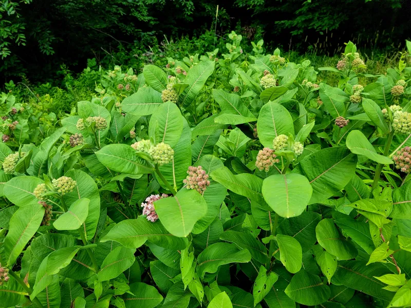 Can Be Toxic to Pets and Livestock