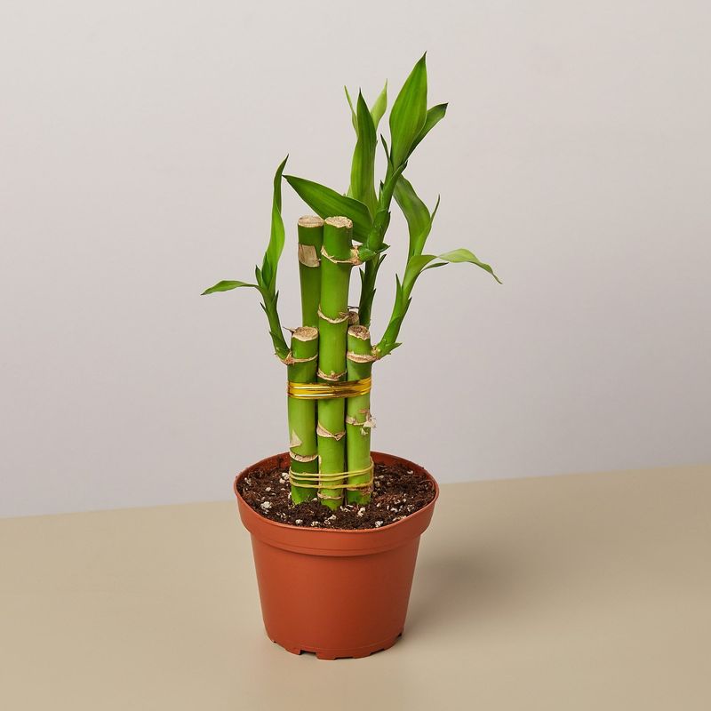 Lucky Bamboo (Dracaena sanderiana)