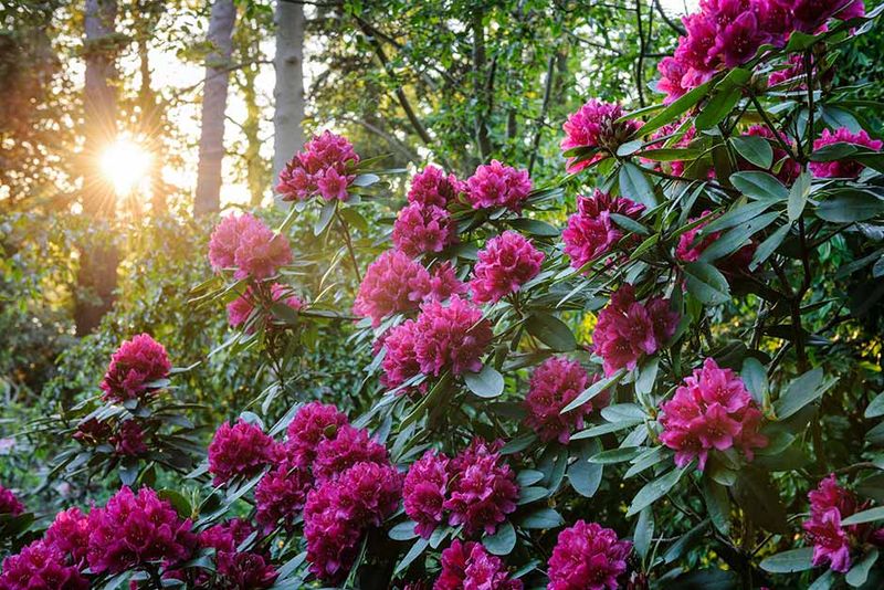 Rhododendrons