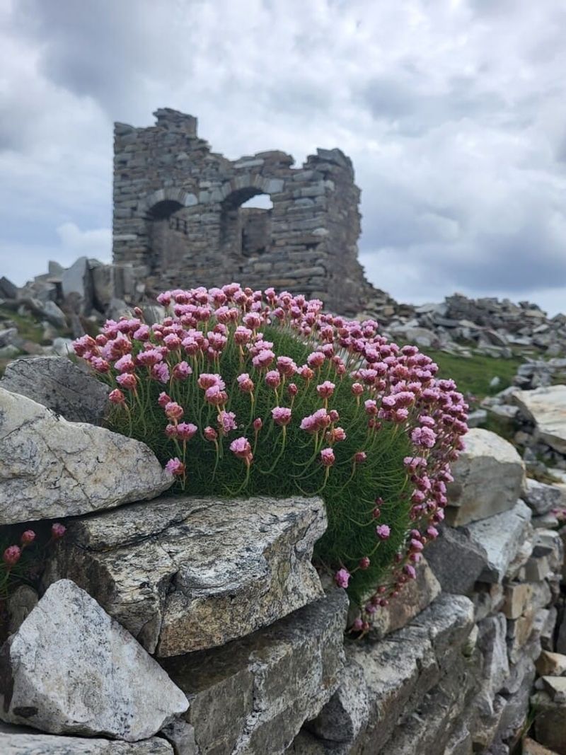 Sea Thrift