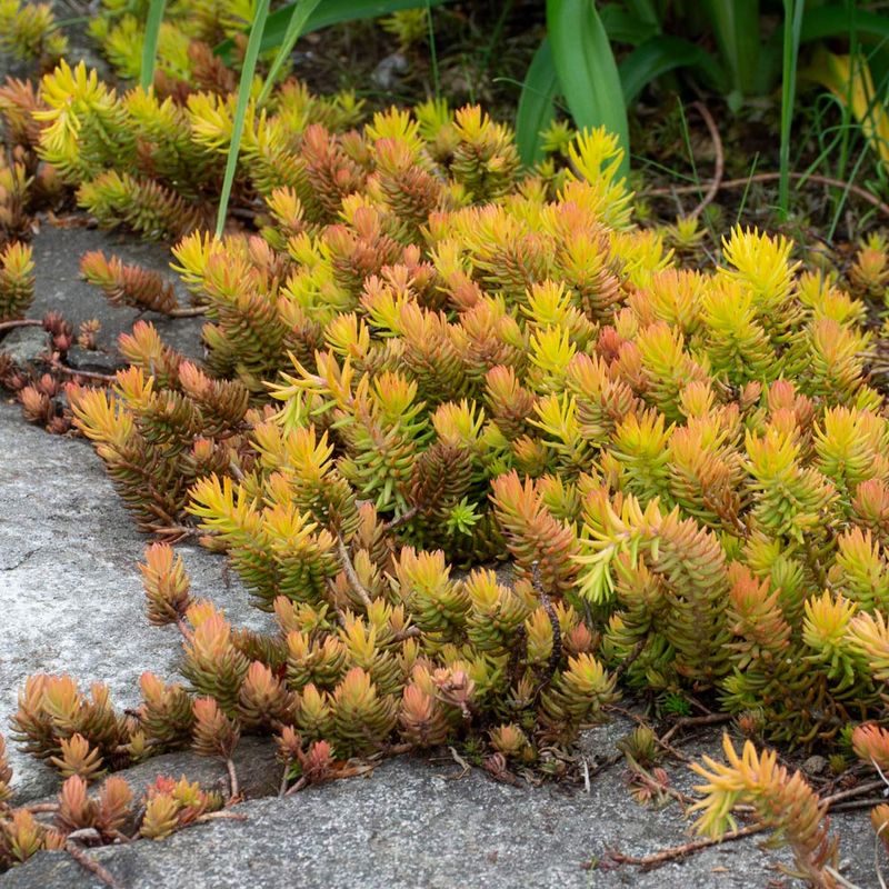 Sedum ‘Angelina’ (Sedum rupestre)