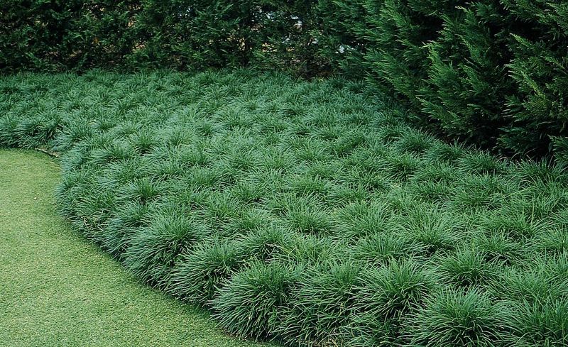 Mondo Grass (Ophiopogon japonicus)