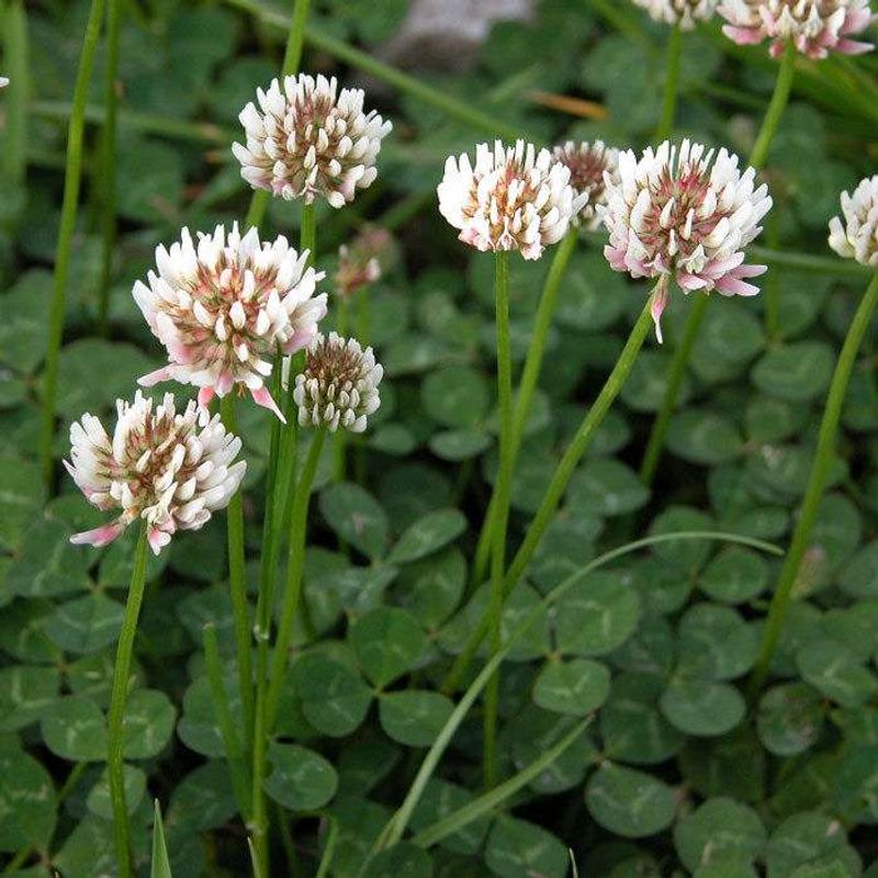 Clover (Trifolium)