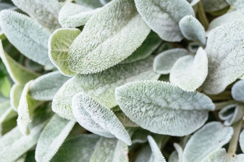 Lamb's Ear