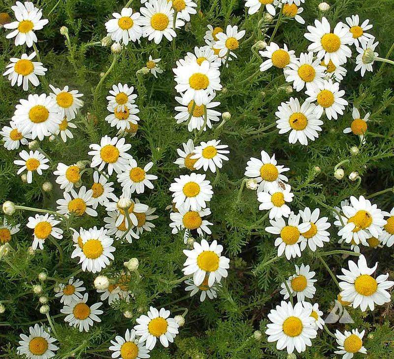 Roman Chamomile (Chamaemelum nobile)