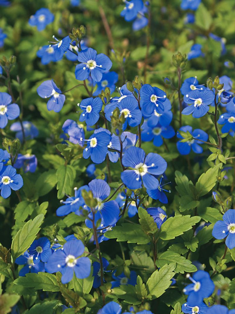 Veronica 'Georgia Blue'