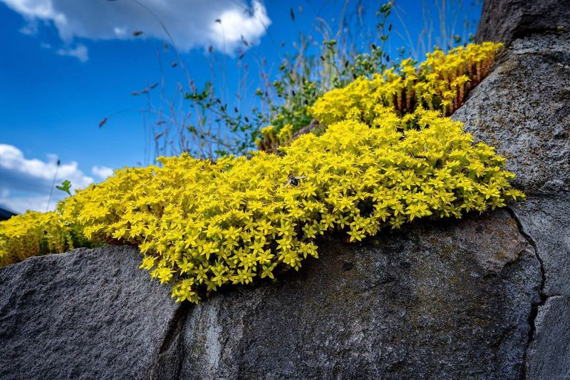 Sedum Acre