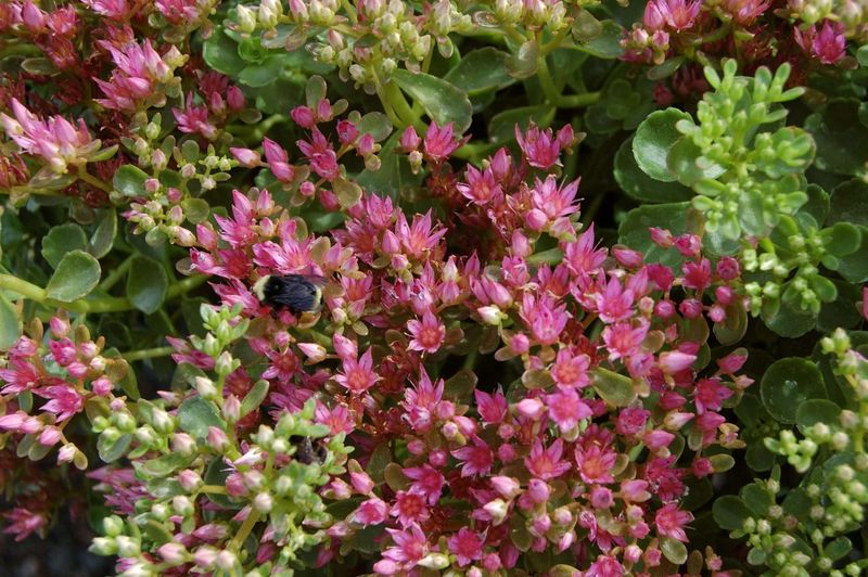Sedum Spurium