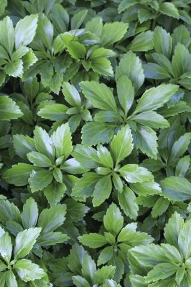 Pachysandra Terminalis